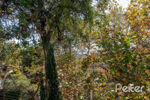 Casa à venda com 286m², 3 dormitórios, 2 suítes, 3 vagas, no bairro Vila Conceição em Porto Alegre