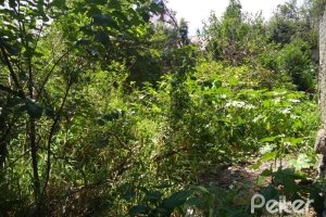 Terreno à venda com 726m², no bairro Tristeza em Porto Alegre