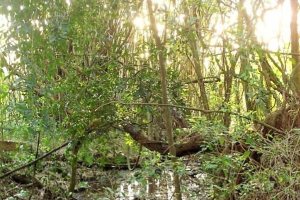 Terreno à venda com 3750m², no bairro Vila Nova em Porto Alegre