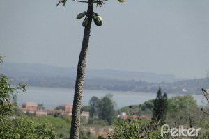 Casa em Condomínio à venda com 288m², 4 dormitórios, 2 suítes, 2 vagas, no bairro Knorr em Porto Alegre