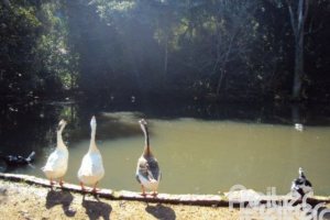 Casa em Condomínio à venda com 288m², 4 dormitórios, 2 suítes, 2 vagas, no bairro Knorr em Porto Alegre