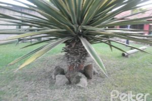 Terreno à venda, no bairro Guarujá em Porto Alegre