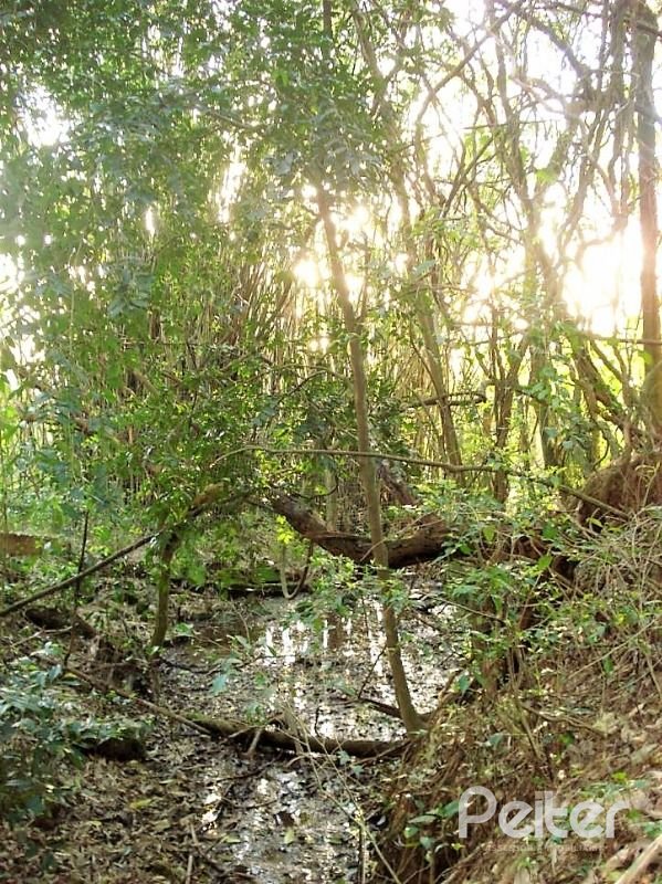 Terreno à venda em Vila Nova, Porto Alegre — foto 4